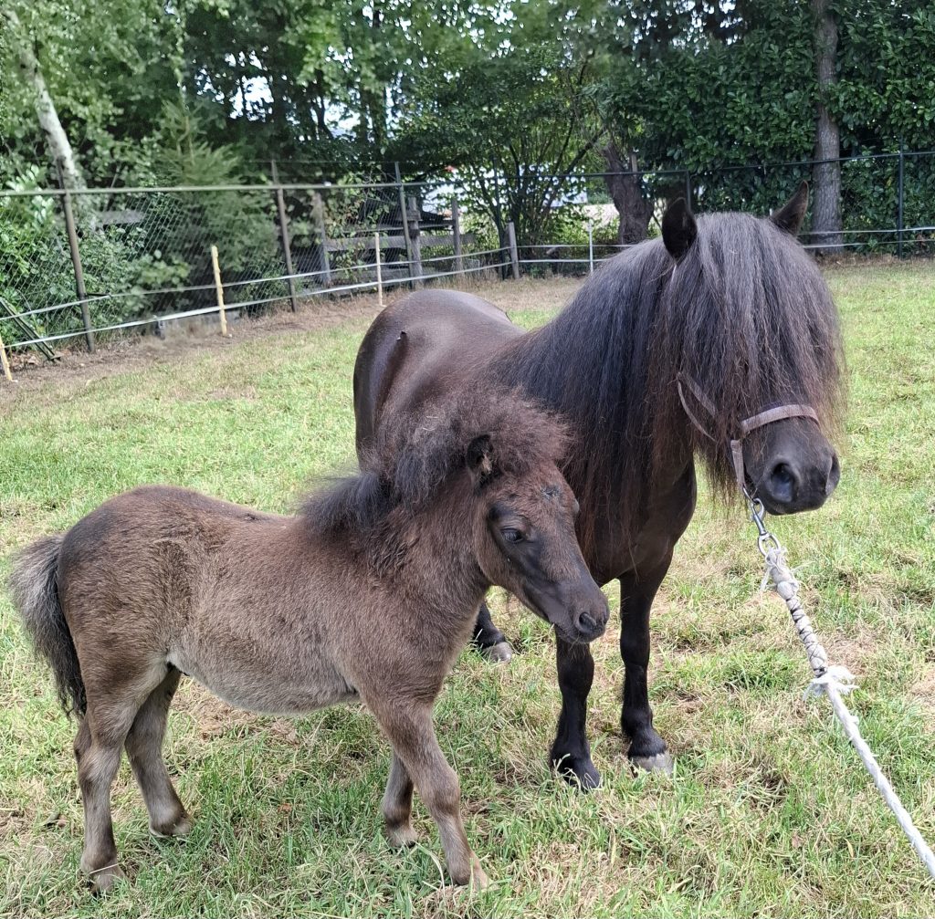 Mooi Zwarte Shetlander Met Hengst Veulen Ponymarket Mooi Zwarte Shetlander Met Hengst Veulen Ponymarket