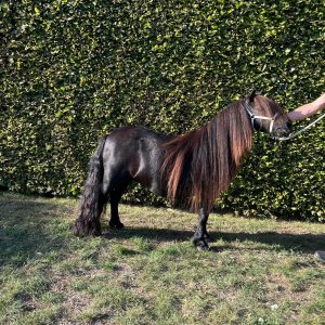Een merrie met kwaliteit, en een top pedigree!