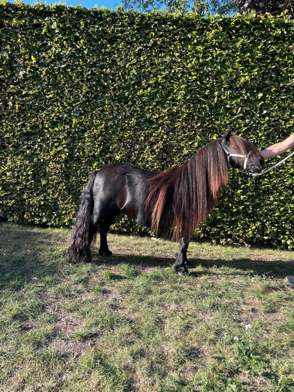 Een merrie met kwaliteit, en een top pedigree!