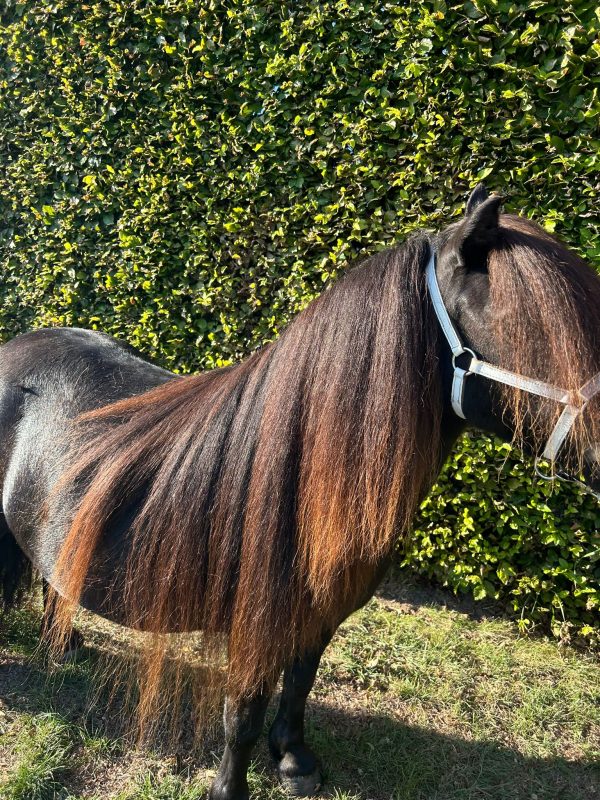 Een merrie met kwaliteit, en een top pedigree! - Afbeelding 2