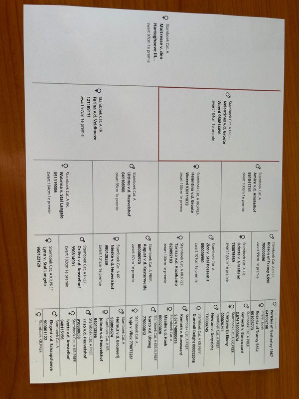 Een merrie met kwaliteit, en een top pedigree! - Afbeelding 3
