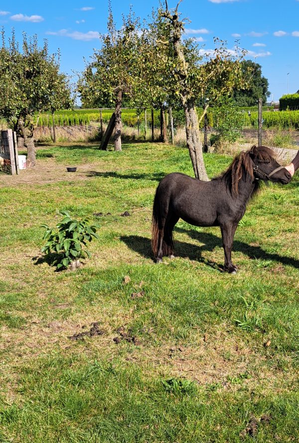 Mooie 1 jarige stamboek merrie pony - Afbeelding 2