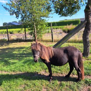 Mooie 1 jarige stamboek merrie pony