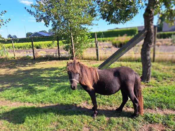 Mooie 1 jarige stamboek merrie pony
