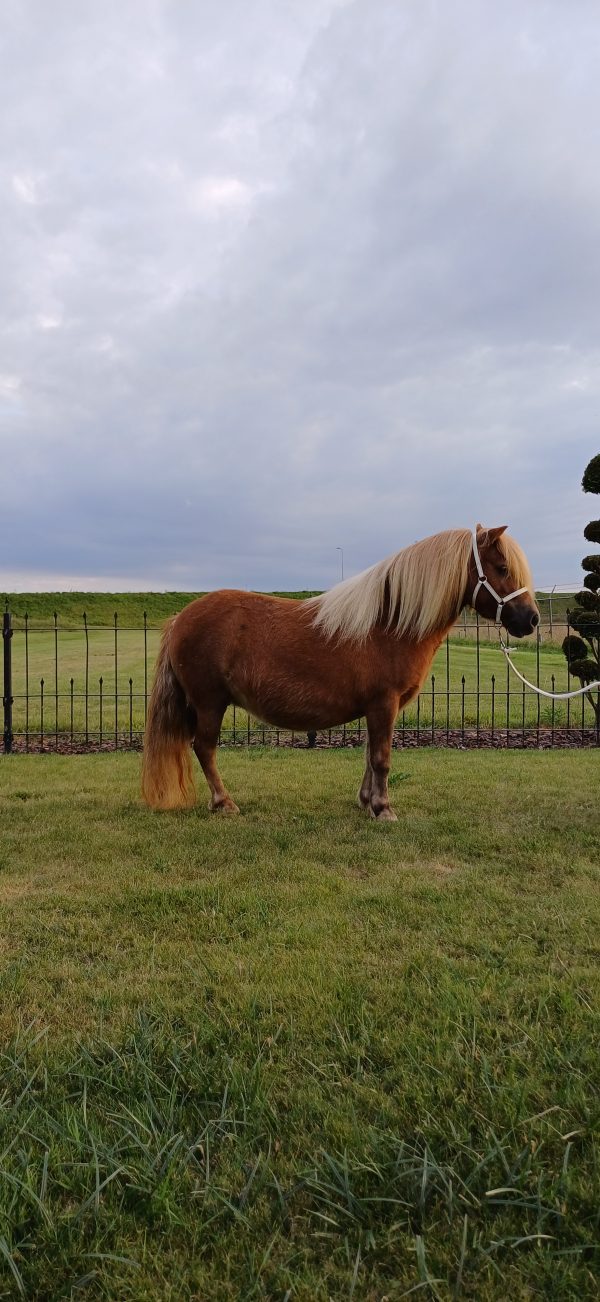 Mooie 5 jarige merrie te koop - Afbeelding 3