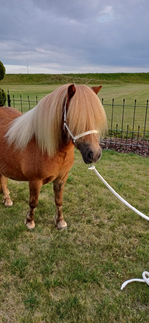 Mooie 5 jarige merrie te koop - Afbeelding 4