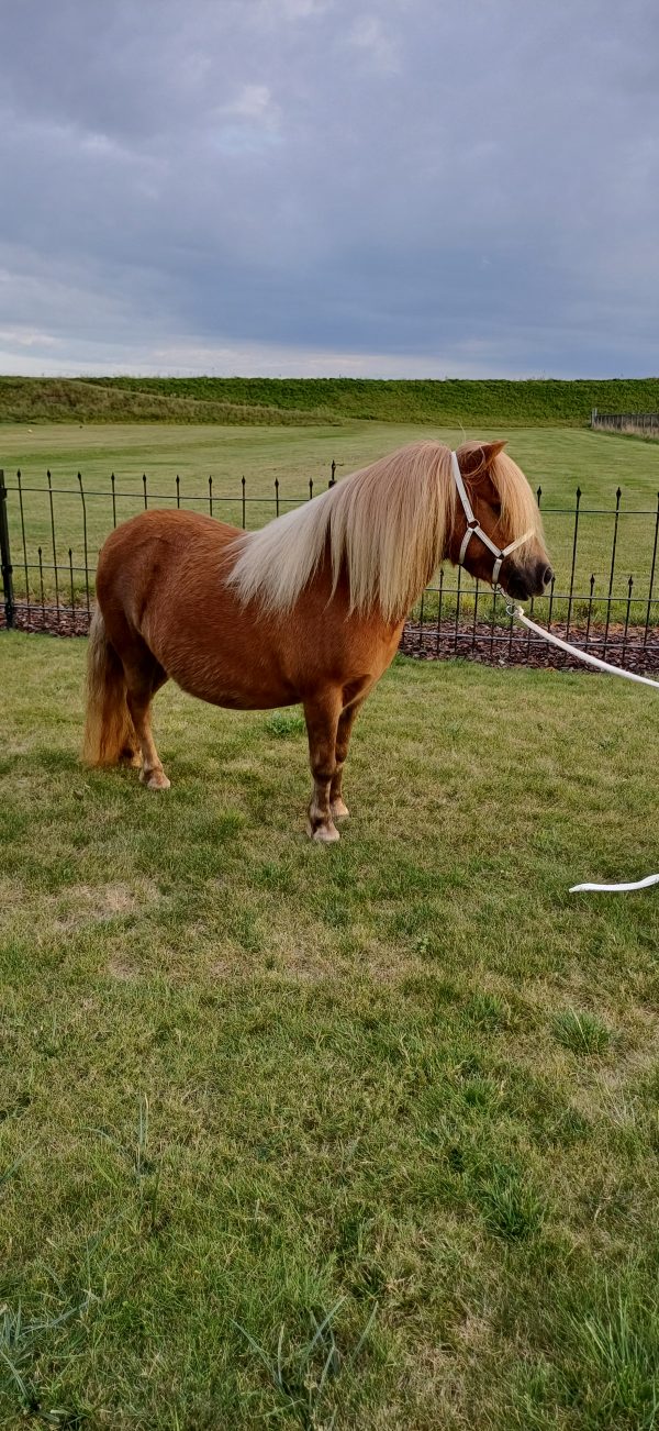 Mooie 5 jarige merrie te koop