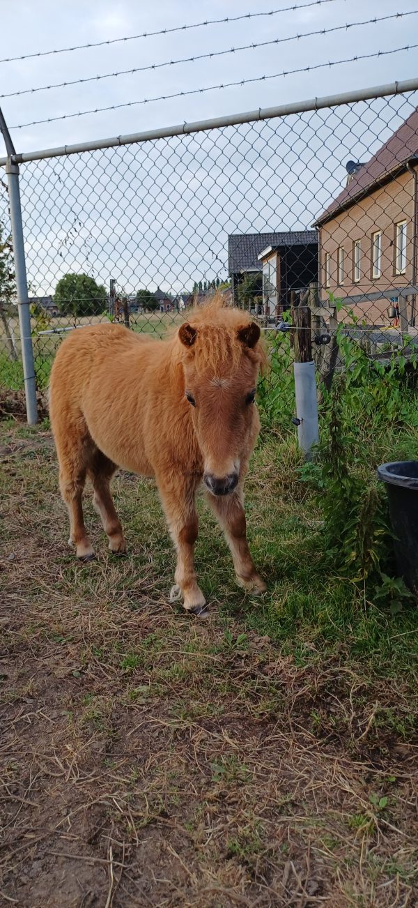 Mooie 5 jarige merrie te koop - Afbeelding 2
