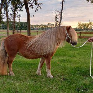 Mooie 4 jarige vos merrie