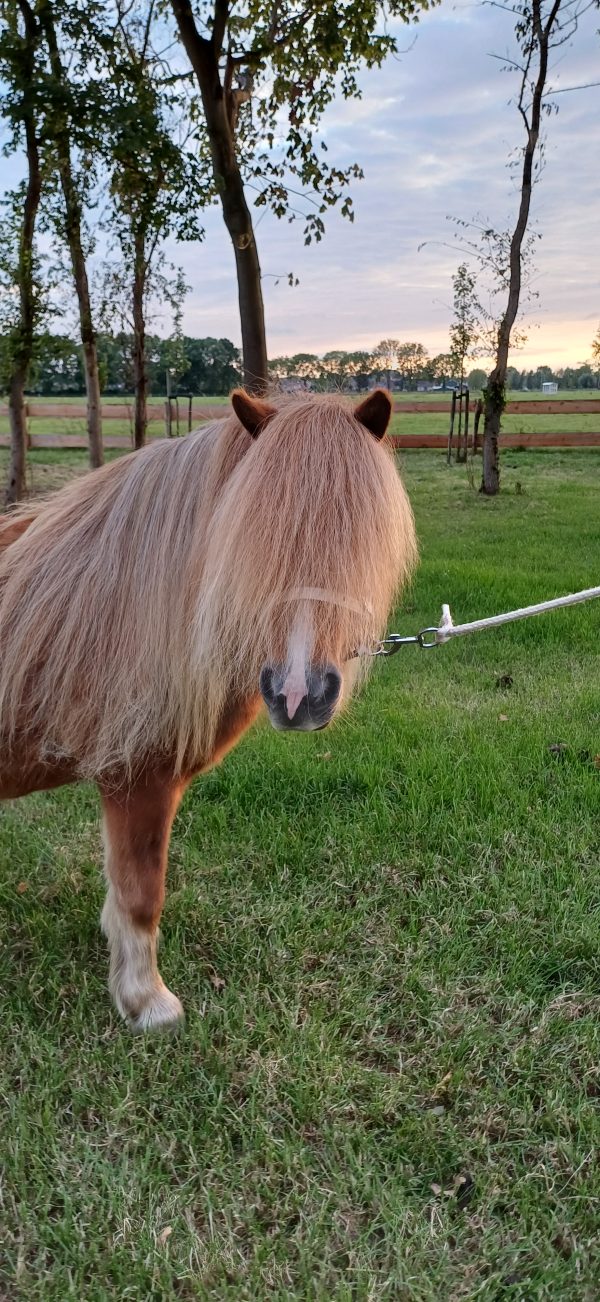 Mooie 4 jarige vos merrie - Afbeelding 2