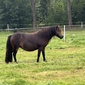 Jonge kroonmerrie