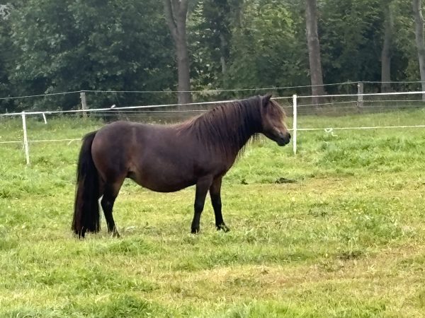 Jonge kroonmerrie