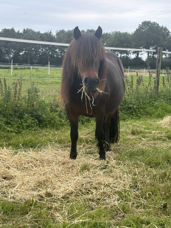 Jonge kroonmerrie - Afbeelding 2