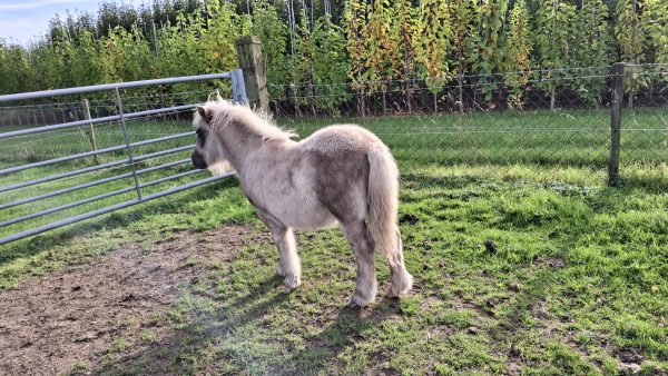 Zilverappel zwart NSPS hengstveulen. - Afbeelding 3