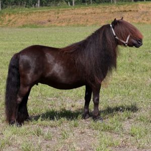 1e premie KROON PREFERENTE Belschuur merrie 101 cm