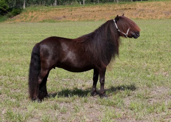 1e premie KROON PREFERENTE Belschuur merrie 101 cm