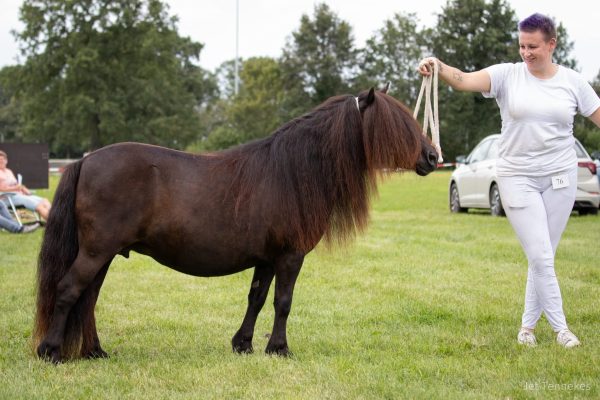 1e premie KROON PREFERENTE Belschuur merrie 101 cm - Afbeelding 3