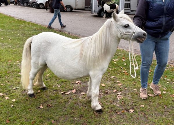 Unieke kans om één zeldzame schimmel mini merrie te kopen. - Afbeelding 2