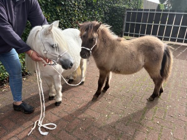 Unieke kans om één zeldzame schimmel mini merrie te kopen. - Afbeelding 3