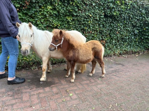 Mooie mini Palomino Merrie - Afbeelding 3