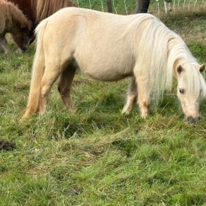 Mooie mini Palomino Merrie