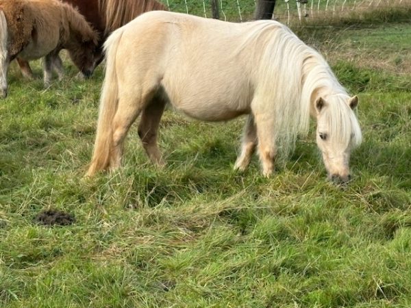 Mooie mini Palomino Merrie