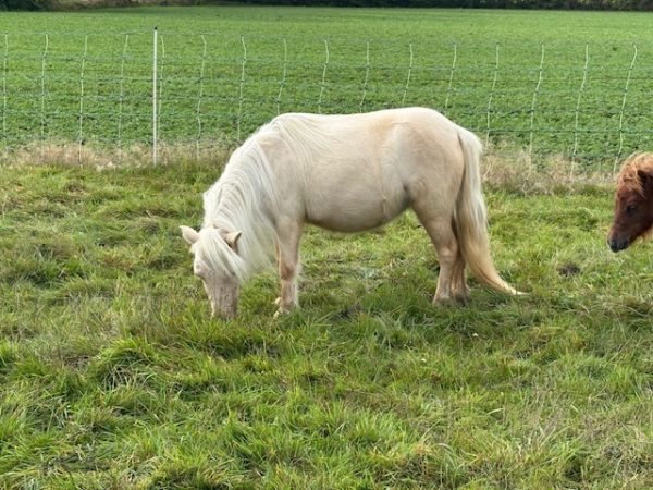 Mooie mini Palomino Merrie - Afbeelding 2