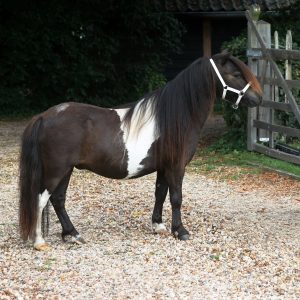 Bruinbonte mini ruin te koop