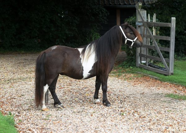 Bruinbonte mini ruin te koop