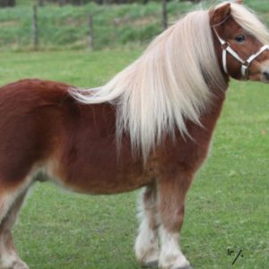 Chester v.stal aschberg