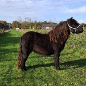 Zwarte grote maat enter