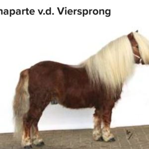 Te huur Bonaparte v.d viersprong
