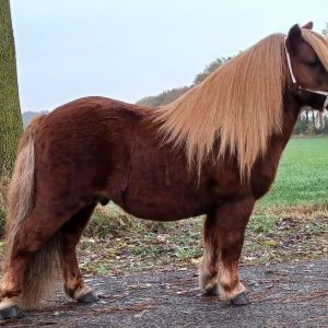 Te koop of te huur : Hessel van st. De Beukensingel. 95 cm Index 14.69!