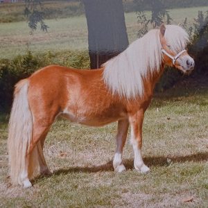 1 jarige shetlandpony Jeugdkampioen kleine maat!