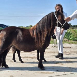 Bijzonder karakter zoekt speciaal huisje: Fraaie bruine Kroonmerrie Luka van Stal Maruschka