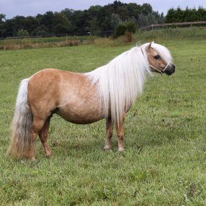 Prachtige palomino NSPS KROON merrie