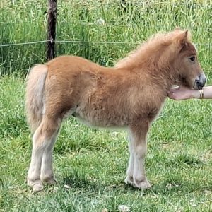 Diverse veulens te koop in verschillende maten