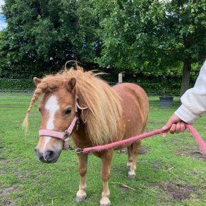 Nieuw 5* huisje gezocht voor onze mooie lieve 6-jarige Shetlander Olga