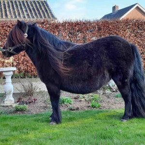 Te koop: Hilde v. stal Buggenum