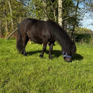 Ollie (Valando v. Stal Jalirinan) – NSPS Shetland hengst