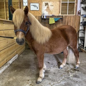 2 prachtige NSPS Shetland pony’s | Goed opgevoed