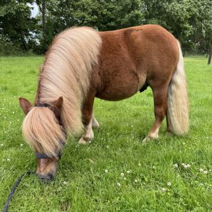 Beer (Vegas v. Stal Jalirinan) – NSPS Shetland hengst