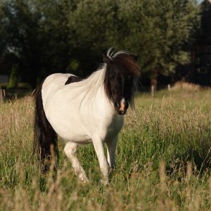 Tilly v stal de Gathe