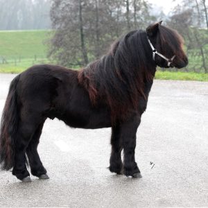Te koop Manhatten v. La mere anne