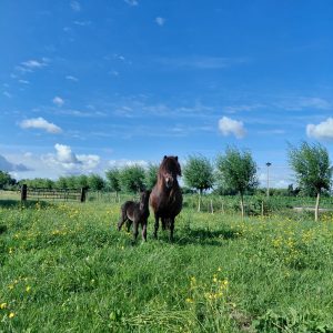 Zwart middenmaats merrieveulen te koop