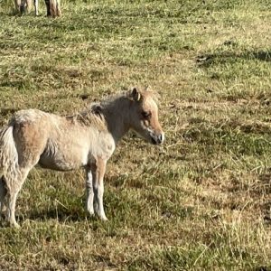apart klein palomino wildkleur veulen te koop
