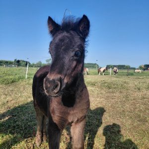 3 merrieveulens te koop in verschillende maten (hoeft niet in 1 koop)