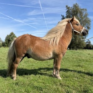 ✨Te koop: Joris LH✨