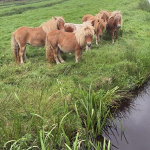 Topkwaliteit Shetlandpony’s te koop – mini, kleine en grote maat