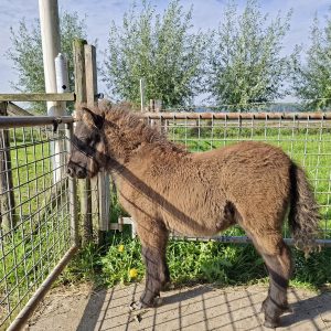 Zwart middenmaats merrieveulen te koop